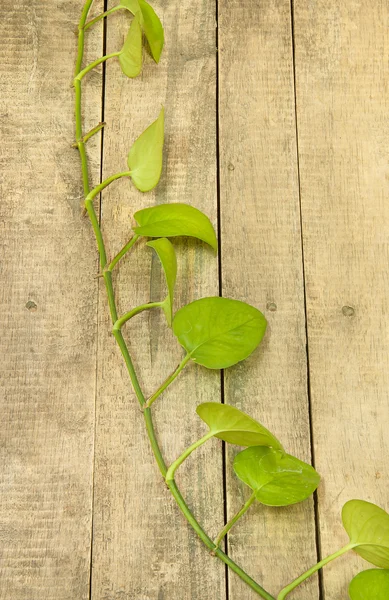 Liść Betelu zielony — Zdjęcie stockowe