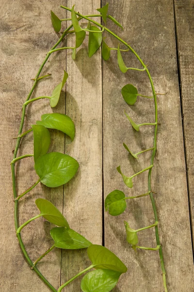 Φύλλα πράσινο ινδοκάρυδο — Φωτογραφία Αρχείου