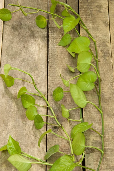 Feuille de bétel vert — Photo