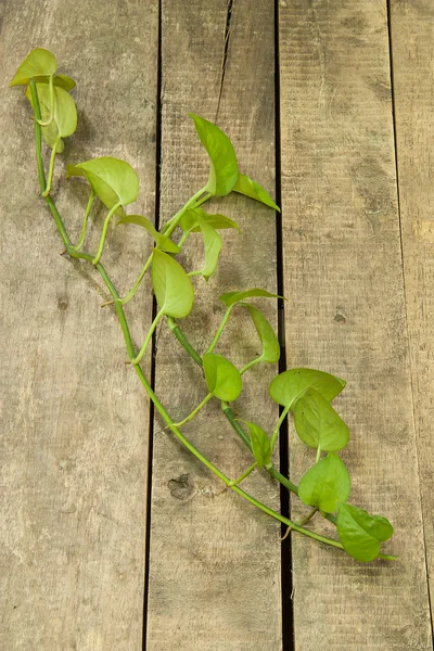 Grünes Betelblatt — Stockfoto