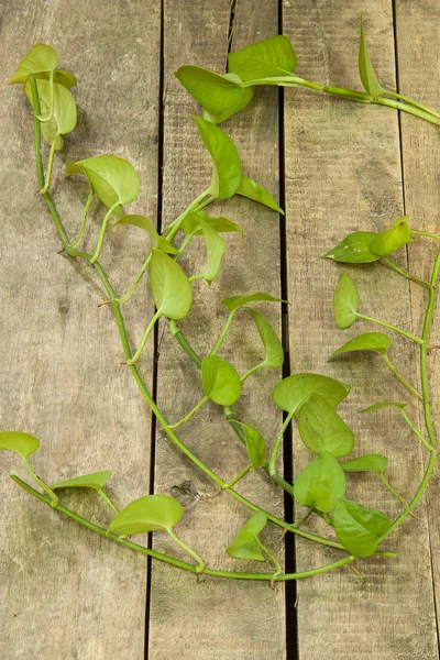 Liść Betelu zielony — Zdjęcie stockowe