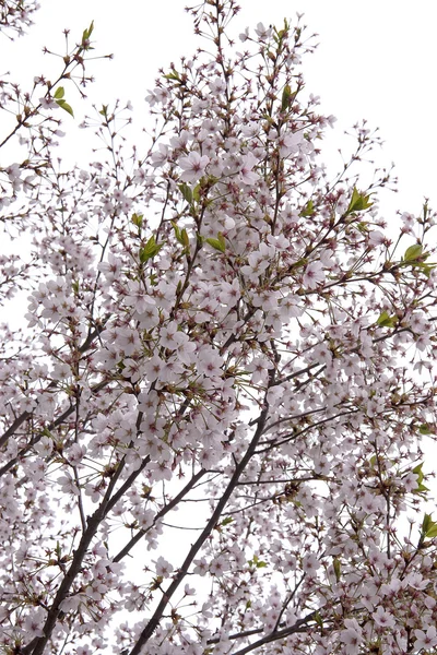 Sakura υποκατάστημα — Φωτογραφία Αρχείου