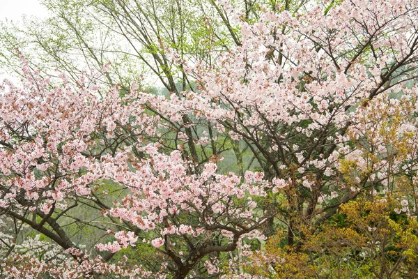 樱花支行 — 图库照片