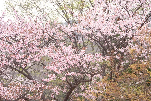Sucursal Sakura —  Fotos de Stock