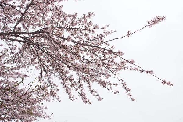 Sakura branch Stock Picture
