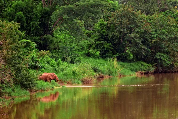 Asian elephant eating grass beside river — Stock Photo, Image