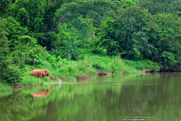 Aziatische olifant eten van gras naast de rivier — Stockfoto