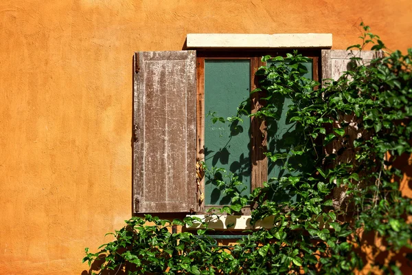 Pencere ve sarmaşık — Stok fotoğraf