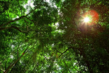 güneş ışığı içinde tropikal orman