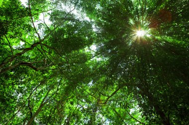 güneş ışığı içinde tropikal orman