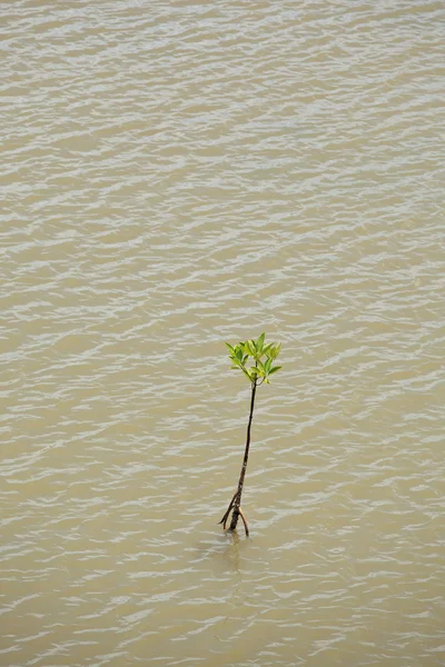 Jovem árvore de mangue — Fotografia de Stock