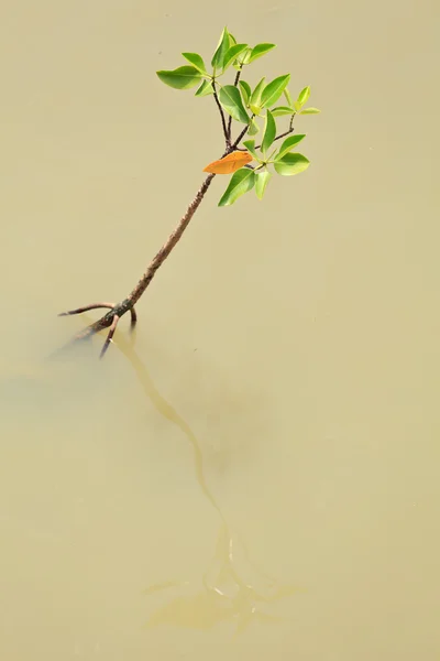 Junger Mangrovenbaum — Stockfoto