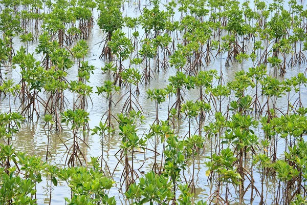 Genç mangrov ağaç — Stok fotoğraf