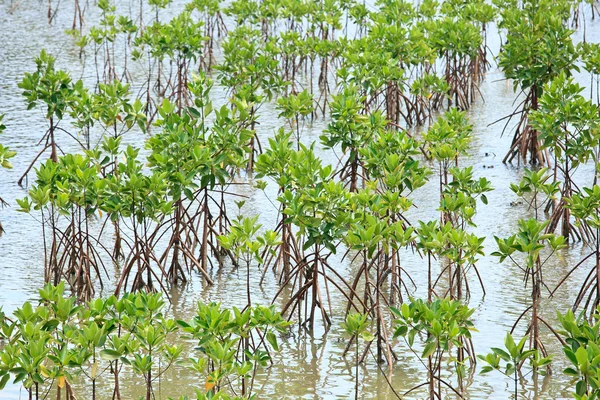 Young mangrove tree — Stock Photo, Image