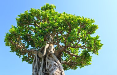 cereales y rajitas de canela