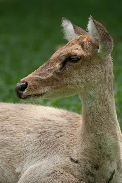 Gazella-portré — Stock Fotó