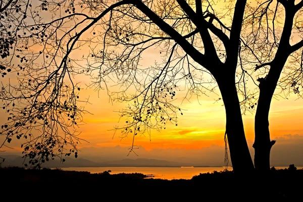 Sunrise behind tree — Stock Photo, Image