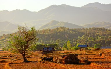 Kuzey Tayland'ın geleneksel grupta görünümünü