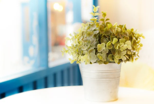 Falsche Blume in der Nähe des Fensters — Stockfoto