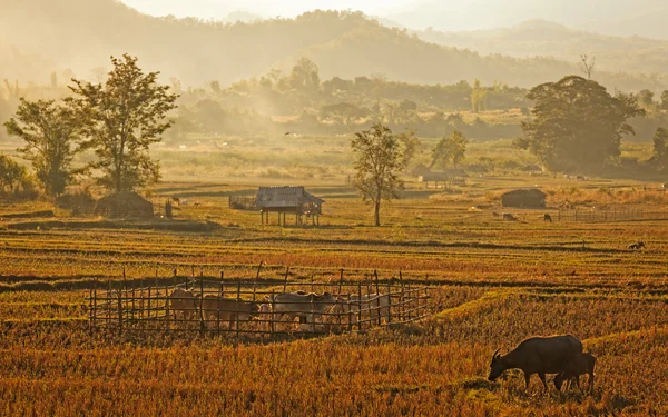 Vista della fattoria tradizionale nel nord della Thailandia — Foto Stock