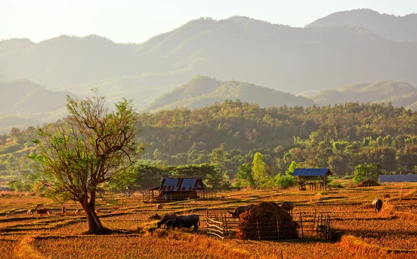 View of traditional farm in nort of Thailand — Stock Photo, Image