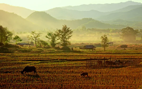 Vista della fattoria tradizionale nel nord della Thailandia — Foto Stock