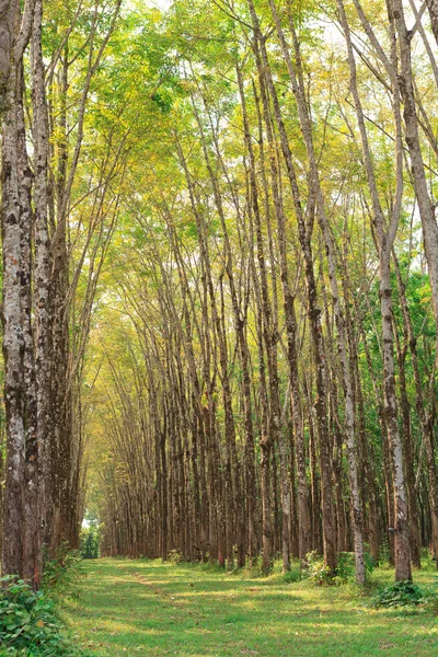 Para plantación de árboles de caucho —  Fotos de Stock