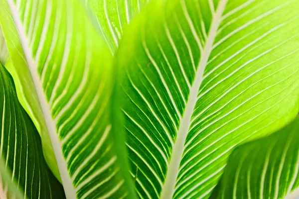 Closeup Shot Bright Tropical Green Leaves Warm Morning Soft Backlight — Stock Photo, Image