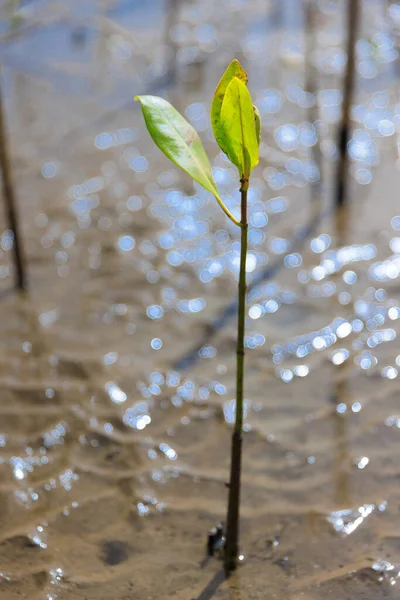 Young Mangrove Growing Mud Tropical Mangrove Forest Reforestation Project — 스톡 사진