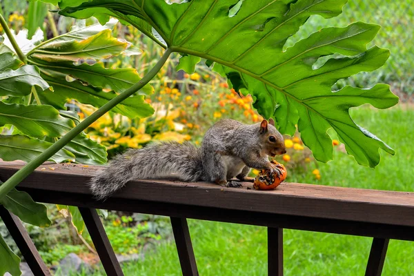 Amerikanisches Grauhörnchen — Stockfoto