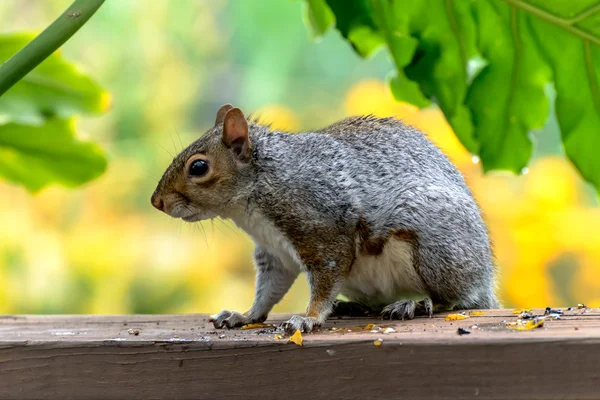 Eichhörnchen — Stockfoto