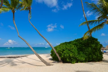 Palm trees on the tropical beach clipart