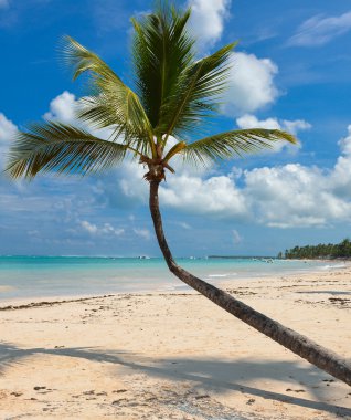 Caribbean beach palm