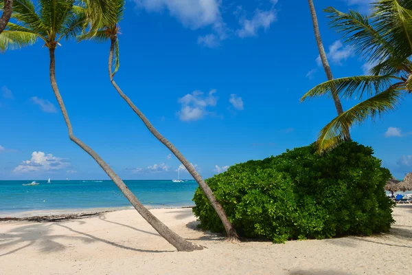 Palmbomen op het tropische strand — Stockfoto