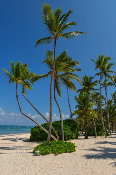 Palmiers sur la plage tropicale — Photo