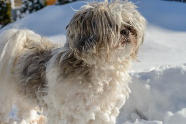 Shih Tzu