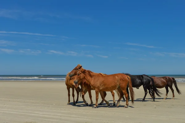 Spanish mustangs — Stock Photo, Image