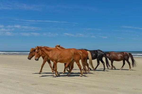 Spanska Mustanger — Stockfoto