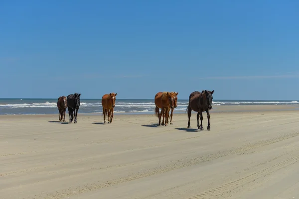 Spanish mustangs — Stock Photo, Image