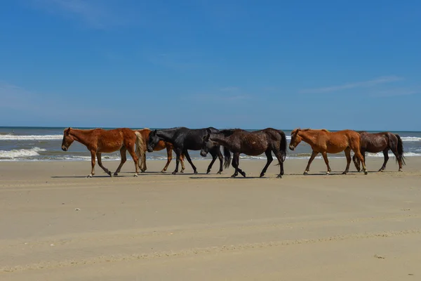 Spanish mustangs — Stock Photo, Image