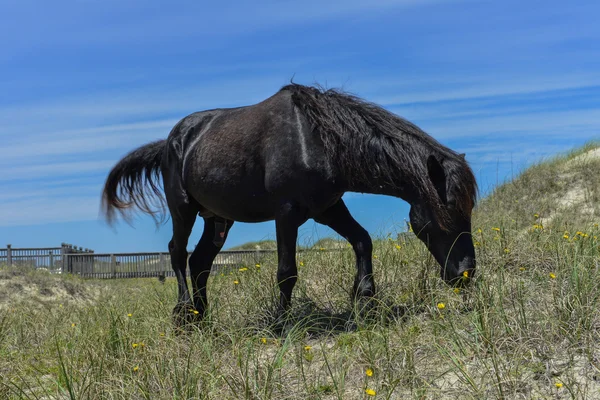 Spanischer Mustang — Stockfoto