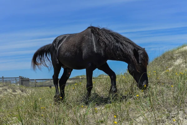 Spanish mustang — Stock Photo, Image