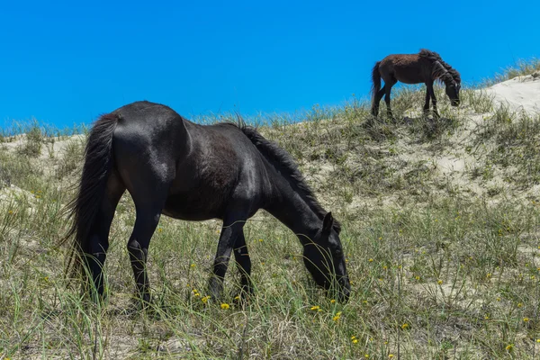 Spanska Mustanger — Stockfoto