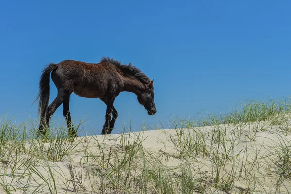Mustang espanhol — Fotografia de Stock