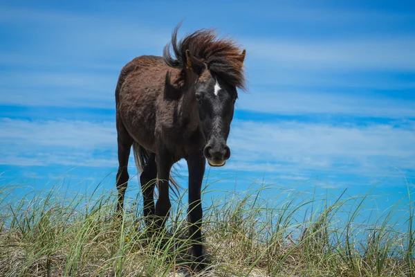 Spanischer Mustang — Stockfoto