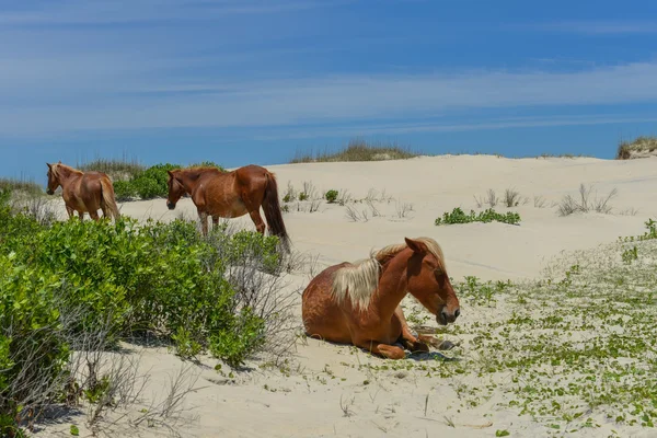 Spanish mustangs — Stock Photo, Image