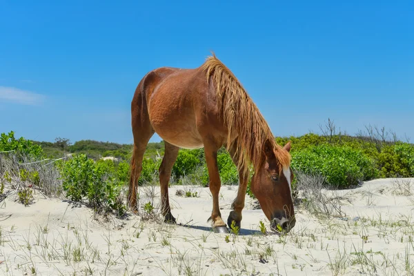 Spanish mustang — Stock Photo, Image