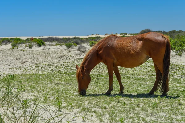 Mustang spagnolo — Foto Stock