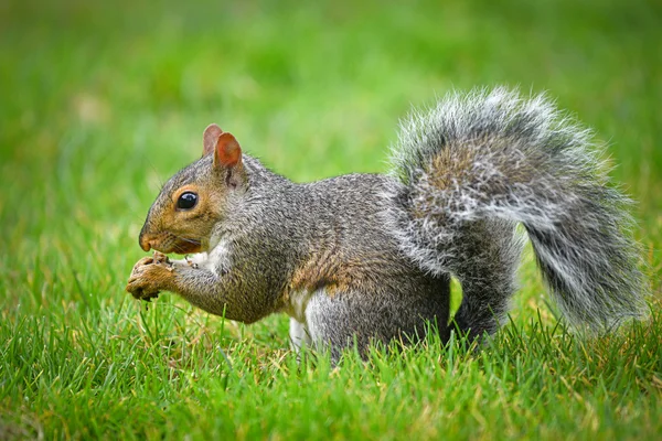 Grijze eekhoornwinter grijze eekhoorn — Stockfoto