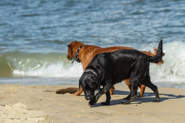 Labrador — Stock fotografie